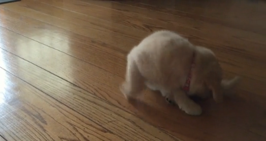 This Golden Retriever Puppy Has The Most ADORABLE Reaction When She Figures Out What Her Tail Is For!