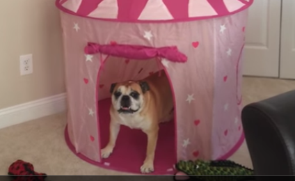 English Bulldog Reacts Adorably To Getting A Castle For Her Birthday