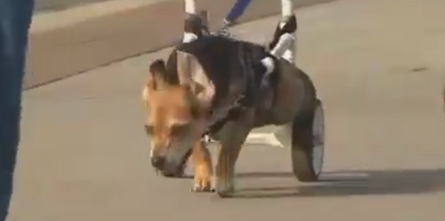 Video: Cub Scouts Build A Paralyzed Beagle/Dachshund Mix A Set Of Wheels!
