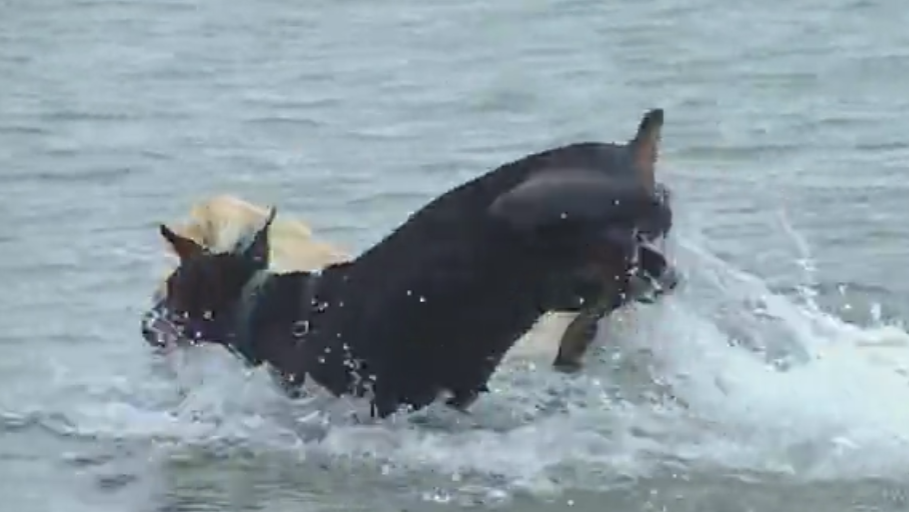 Adorable Labrador Teaches Doberman How To Swim! #ProfessionalSwimmer!