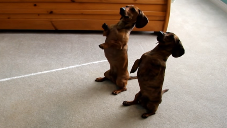 These Doxies Need a Show On Broadway!