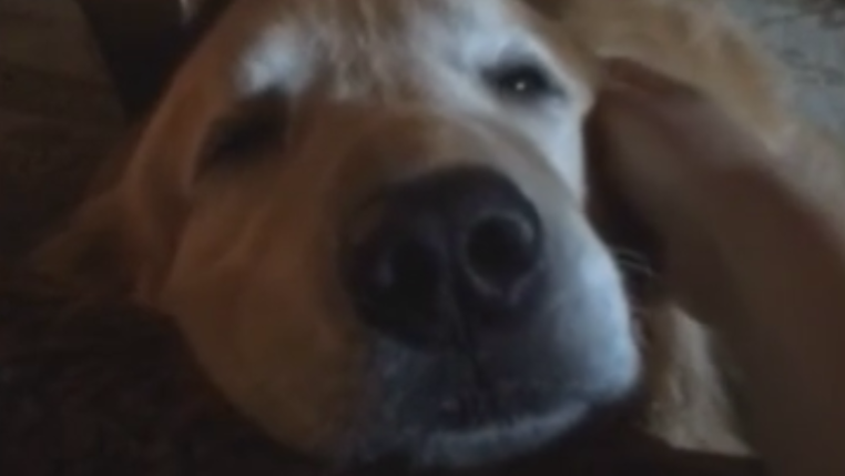 The Love Brinkley The Golden Retriever Has for His Family Is Incredible!