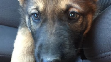 Man Finds Freezing Cold German Shepherd Puppy Thrown Away In Garbage Bag!
