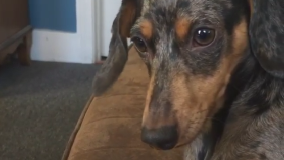 When Your Dachshund Can't Wait To Play With His New Toy...