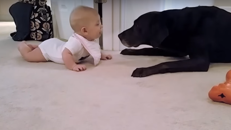 A Human Baby Met A Giant Labrador - What Happens Next Will Drop Your Jaw!