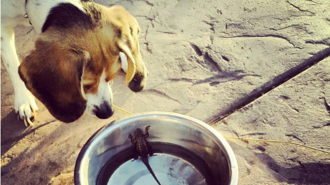 Watch: Beagle VS Lizard!