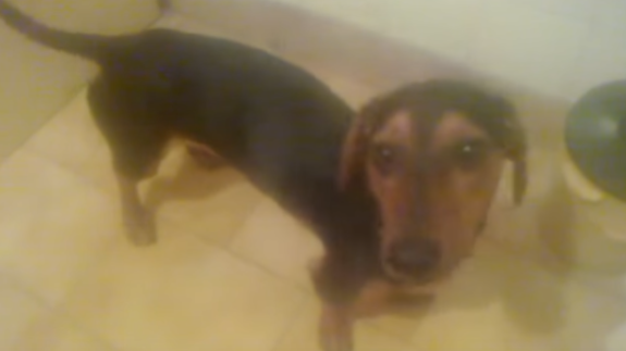 This Dachshund Is Trying To Achieve The Possible, Only In A More Funny Way!