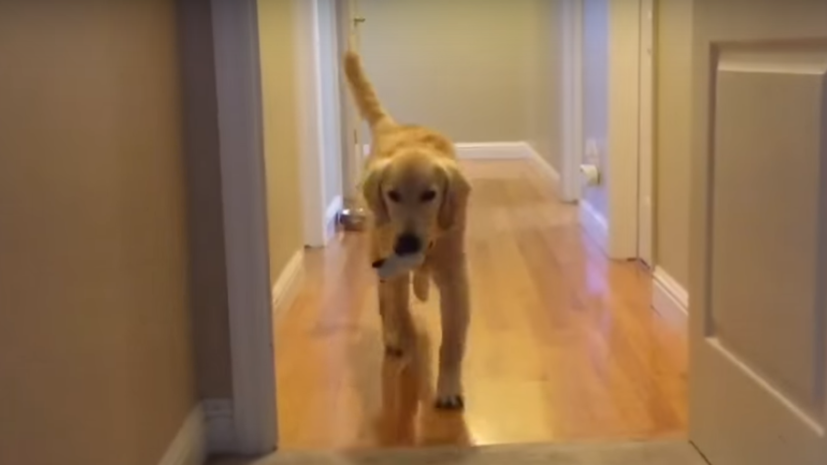 Adorable Golden Retriever Learns To Fetch For The First Time!