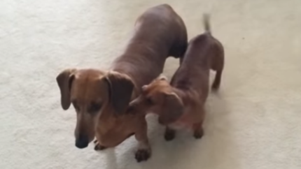 These Two Adorable Dachshunds Remind Me Of My Siblings! If You Have Them, You'll Know!