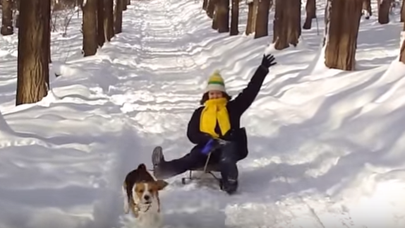 This Adorable Beagle Just Discovered His Inner Sled Dog!