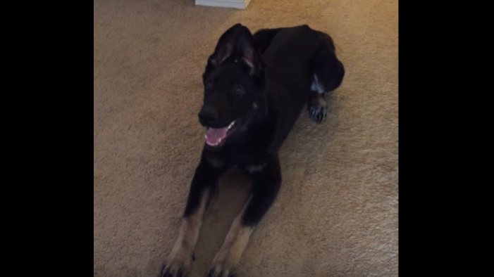 This German Shepherd Is About To Blow Your Mind! See What He Can Do! #ReversePower