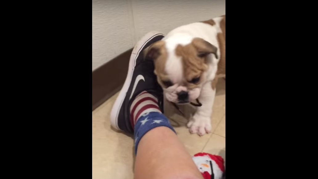 Adorable English Bulldog Pup Gets Obsessed With A Shoe Lace!