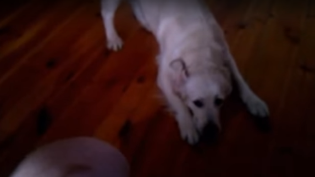 Adorable Golden Retriever Entertains Baby With Some Salsa!