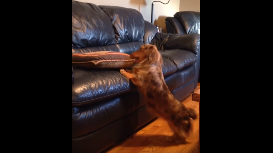Super Cute Dachshund Pup Figures Out A CLEVER Way To Climb On The Sofa!