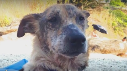 Shepherd Mix Called ‘Too YUCKY’ To Live Receives A Second Chance At Life!
