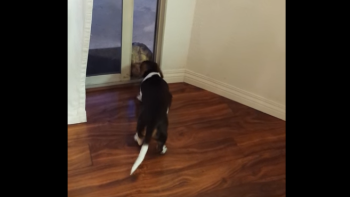 Super Cute Dachshund Tries To Get His Ball In The House!