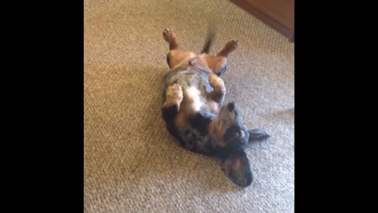 Adorable Dachshund Wants To Go Out, See What He Does! Hilarious!