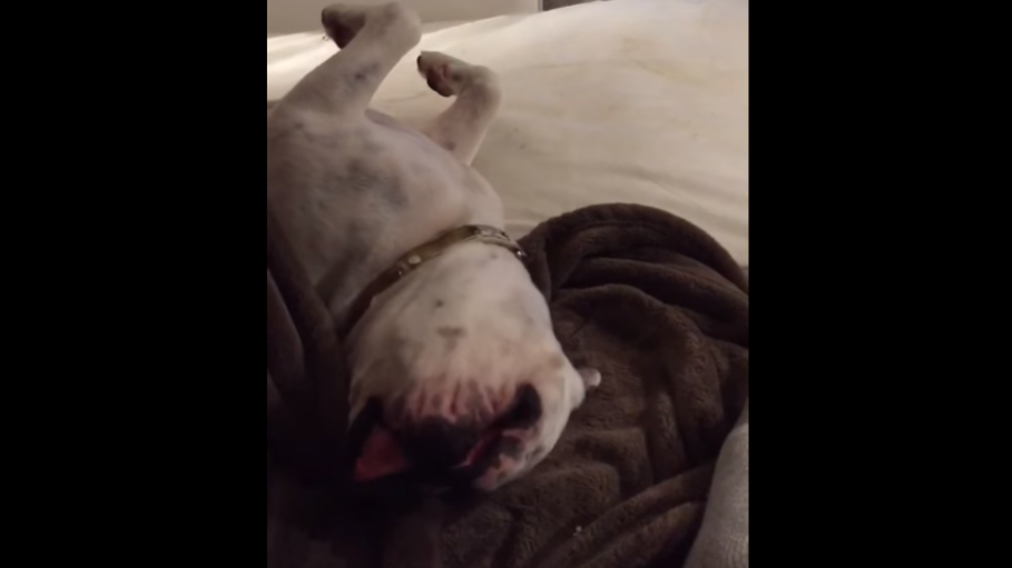 Super Cute English Bulldog Pup Entertains Herself With A Blanket!