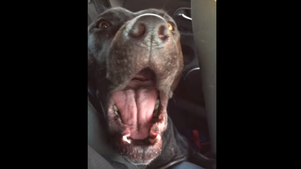 Adorable Rescue Labrador Sings Adele's Hello And Hits Me Right In The Feels!