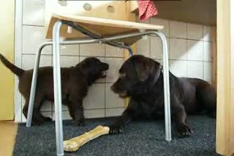 Video: Labrador Retriever Puppy And Mom Have Some Playtime!