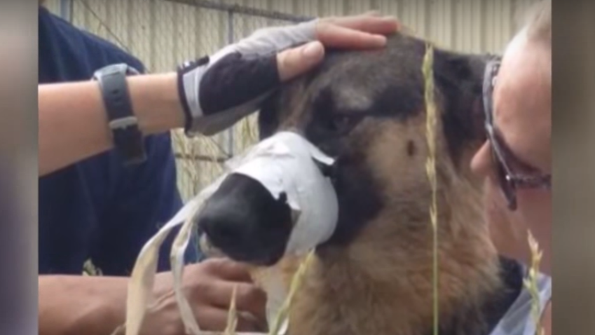 Video: German Shepherd With Muzzle Taped Shut Was Rescued By A Man In Colorado!