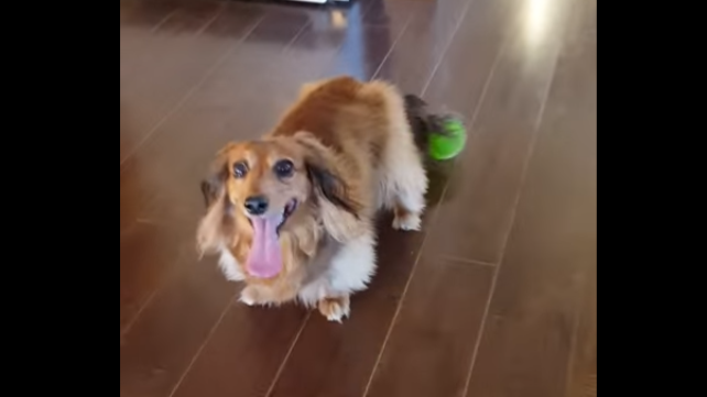 Adorable Dachshund Pup's Ball Got Stuck In His Tail But Watch What He DOES!