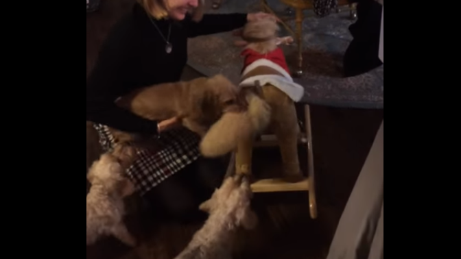 Adorable Dachshund Gets A Rocking Horse For Christmas, But His Reaction? OMG