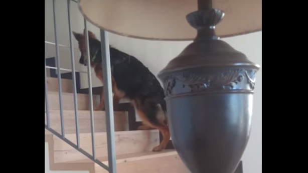 This German Shepherd Loved To Sneak Upstairs, See What They Did Next!