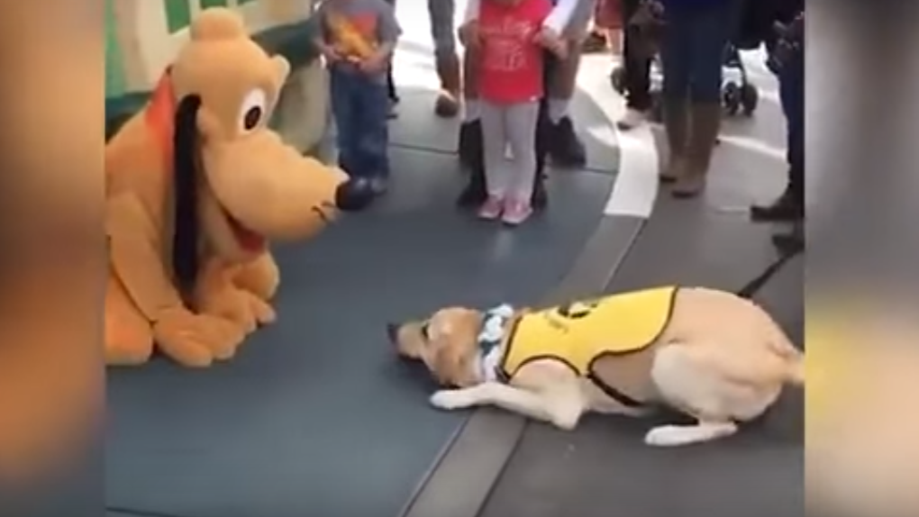 Fluffy Golden Retriever Goes To Disneyland And Meets His Idol, Pluto!