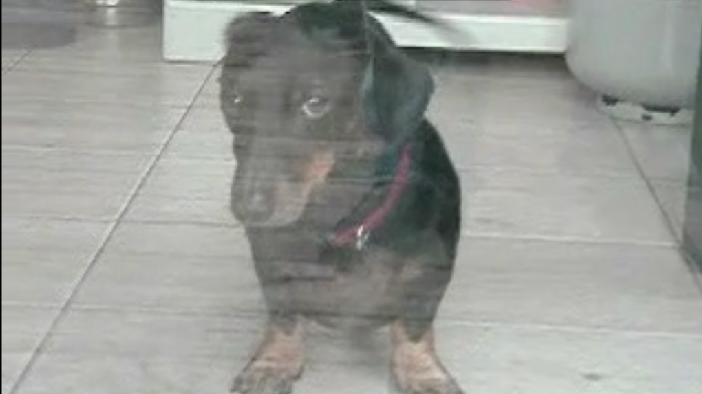 Hensley The Bouncing Dachshund Will Make You Smile! #BouncyDoxie!