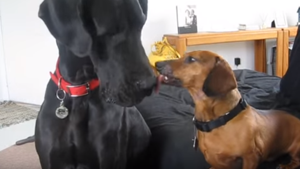 Adorable Dachshund Proves That Size Doesn't Matter For Some Puppy Love!