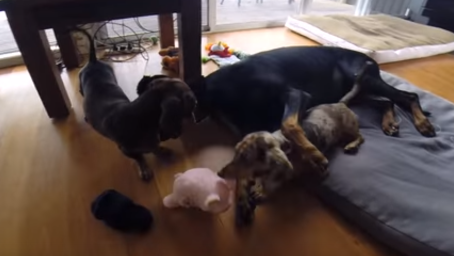 Adorable Dachshund Pups Play With Their Sister And Have Tons Of Fun!