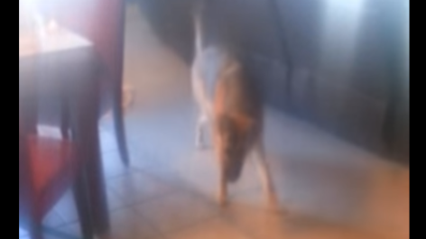 Adorable German Shepherd Goes Nuts When He Sees The Broom!