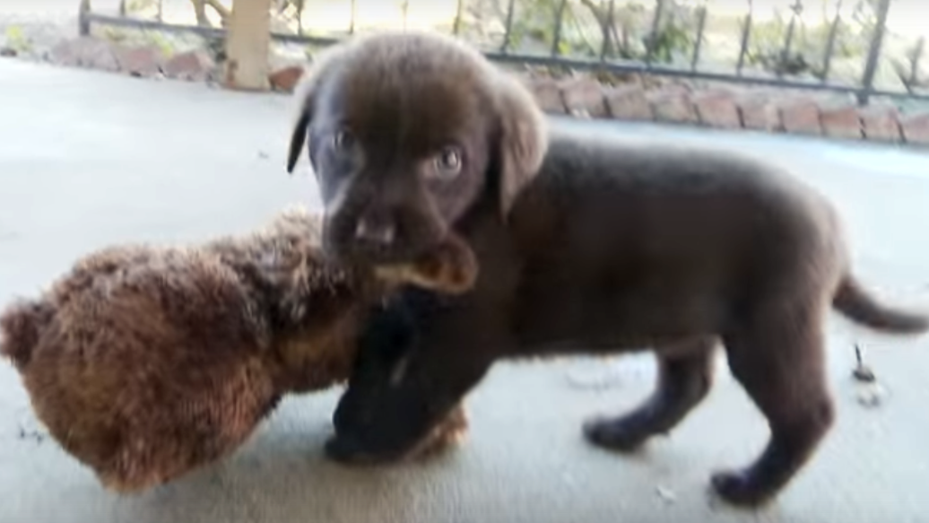 They Gave These Puppies A Teddy Bear And What Happened Next Is ADORABLE!