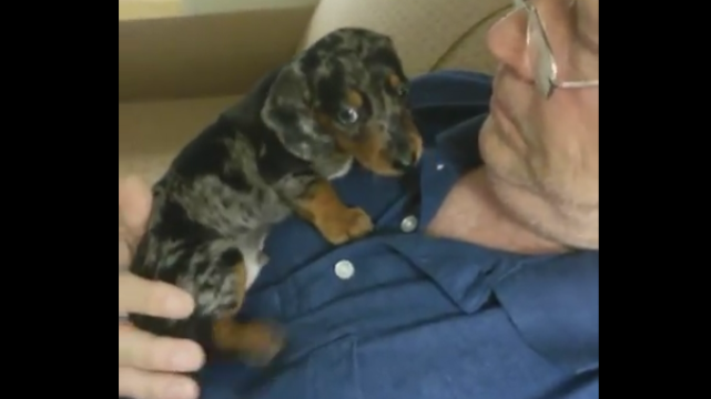 6 Week Old Dachshund Pup Gets Comfortable In His New Home And Learns What It Means To Be LOVED!
