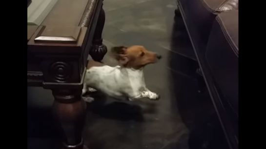 Adorable Dachshund Does The Most Hilarious Thing Before Jumping On The Couch!