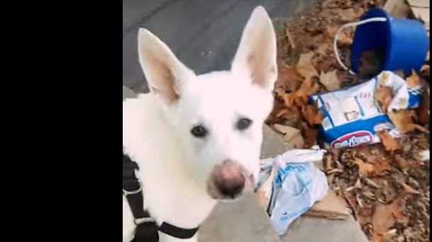 Adorable German Shepherd Gets A Second Chance At Life!