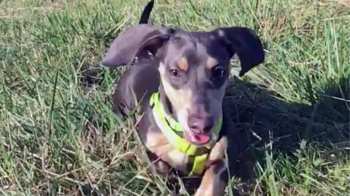 Adorable Dachshund Pup Goes To The Dog Park And Can't Handle The Happiness!
