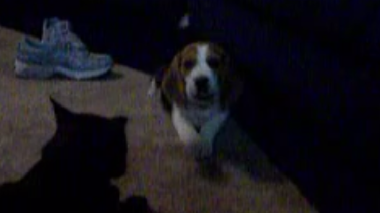 Naughty Beagle Pup Tries To Scare The Cat To Get To His Mommy!