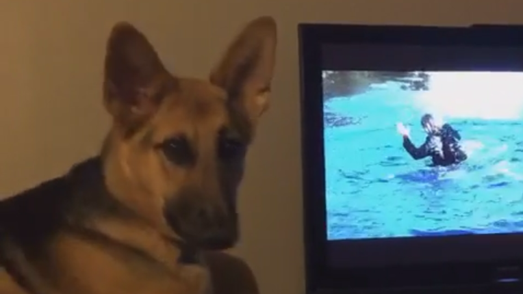 Adorable German Shepherd Watches 101 Dalmatians For The First Time And Has The CUTEST Reaction!