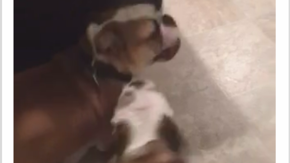 Adorable English Bulldog Pups Don't Know What's Going On, But Join In!