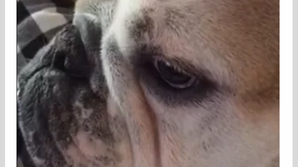 Adorable English Bulldog REFUSES To Share His Chair With His Human!