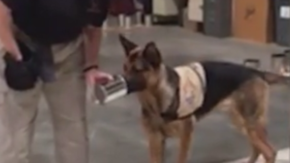 From Zero To Hero: German Shepherd From Local Shelter Becomes Bomb-Sniffer!