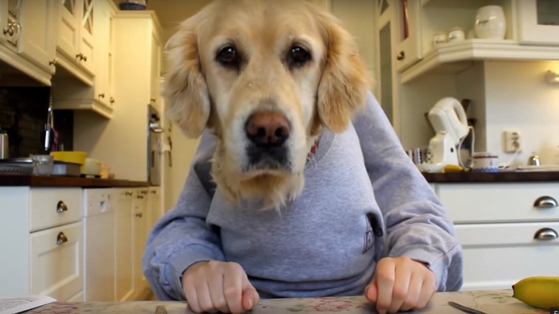 This Golden Retriever Behaving Like A Human Will Make Your Day!