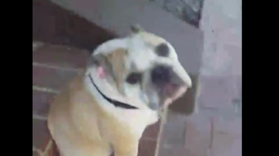 This Video Will Bring Tears To Your Eyes! Sad Bulldog Is Sitting On The Porch Waiting For Her Human!