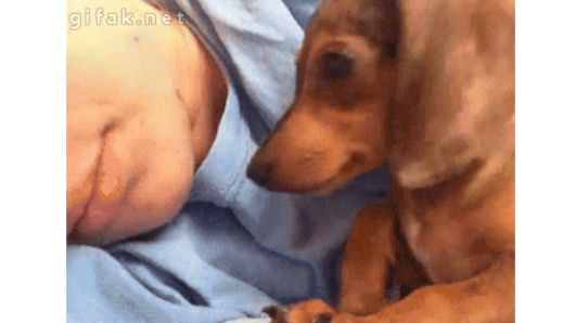 Top 10 Ways Your Pup SECRETLY Says I Love You!