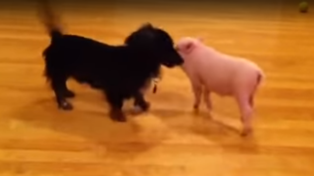 Chooey the Teacup Pig Plays With Her Miniature Dachshund Brother!