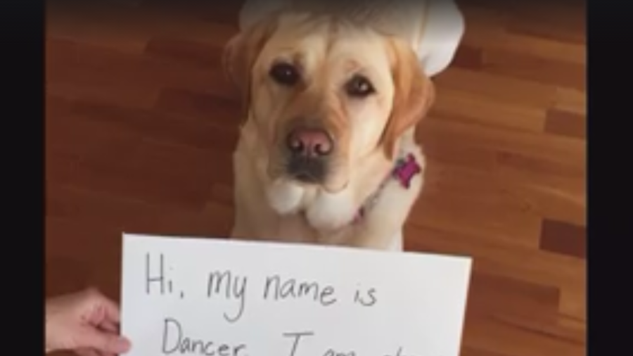 This Labrador Is On A Mission To Send A Very Important Message To Dog Parents Everywhere!