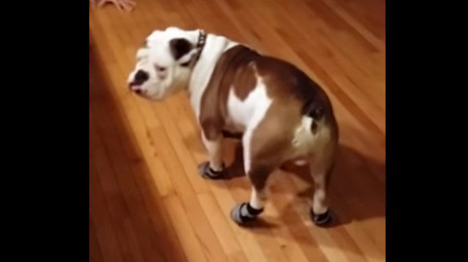 Adorable English Bulldog Gets New Shoes And Walks Like A GOOF!