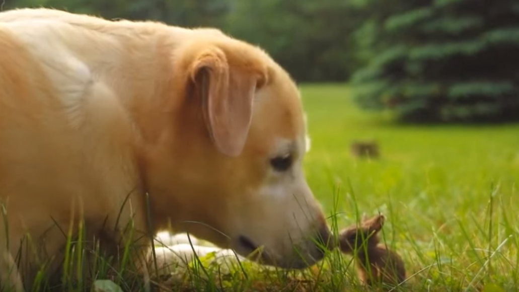 Adorable Labrador Pup Volunteers To Be Tiny Rabbit's Mom!
